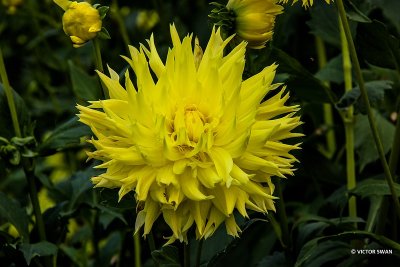 Dahlia-Hamari Savron.JPG