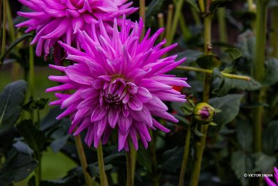 Dahlia-Finkens Garden.JPG