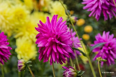 Dahlia-Finkens Garden.JPG