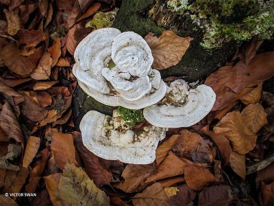 Witte bultzwam -Trametes gibbosa.JPG