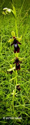 Vliegenorchis - Ophrys insectifera.jpg
