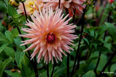 Dahlia-Préférence.JPG
