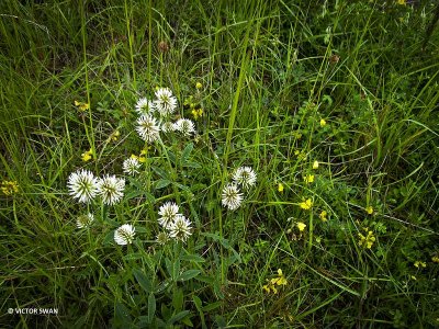 Bergklaver - Trifolium montanum .JPG