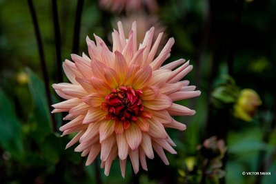 Dahlia-Préférence.JPG