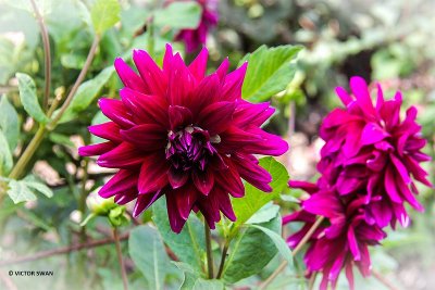 Dahlia-Mystery.JPG