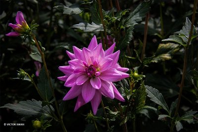 Dahlia-Bokay.JPG