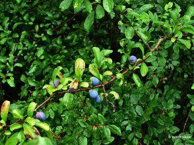 Sleedoorn - Prunus spinosa.JPG