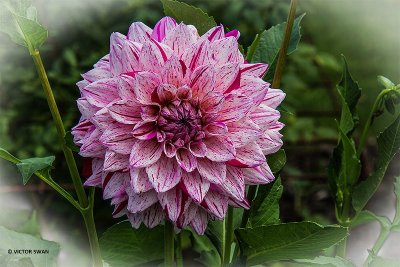 Dahlia-Peppermint Splash.JPG