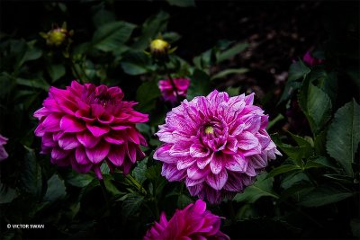 Dahlia-Peppermint Splash.jpg