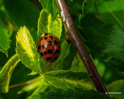 Veelstippig Aziatisch lieveheersbeestje - Harmonia axyridis f..JPG