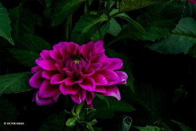 Dahlia-Peppermint Splash.JPG