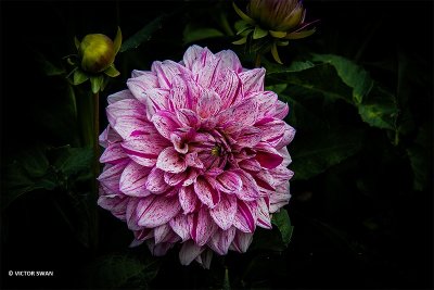 Dahlia-Peppermint Splash.JPG