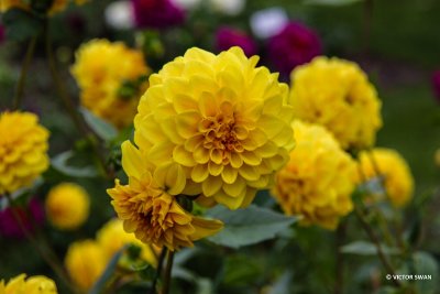 Dahlia-Procyon.JPG
