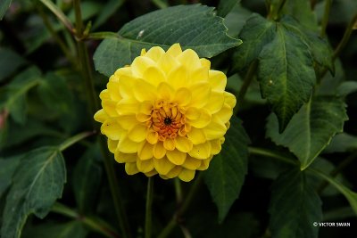 Dahlia-Procyon.JPG