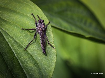 Gewone roofvlieg - Tolmerus atricapillus.JPG