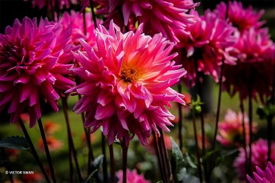 Dahlia-Worton Blue Streak.JPG