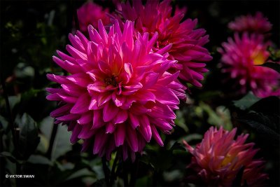 Dahlia-Worton Blue Streak.JPG