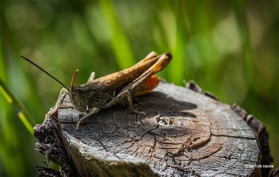 Bruine Sprinkhaan - Chorthippus brunneus.JPG