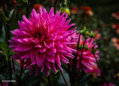 Dahlia-Worton Blue Streak.JPG