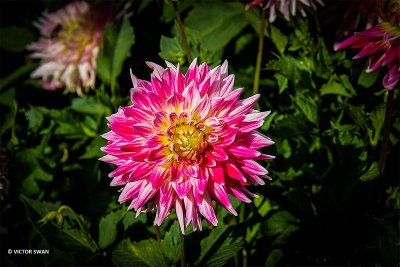 Dahlia-Cha Cha.JPG