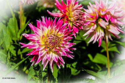 Dahlia-Cha Cha.JPG