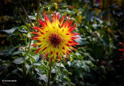 Dahlia-Jessica.JPG