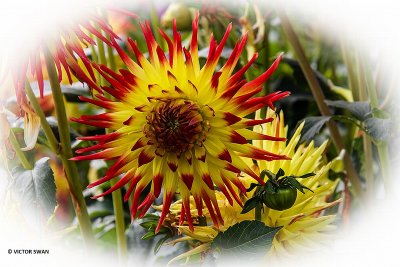 Dahlia-Jessica.JPG