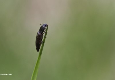 Roodaarskniptor - Athous haemorrhoidalis .JPG