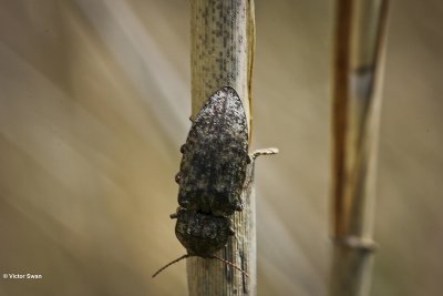 Muisgrijze kniptor - Agrypnus murinus.JPG