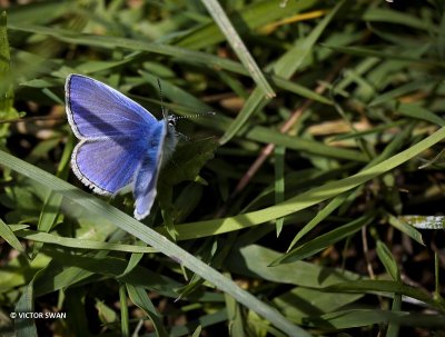 Icarusblauwtje - Polyommatus icarus.JPG