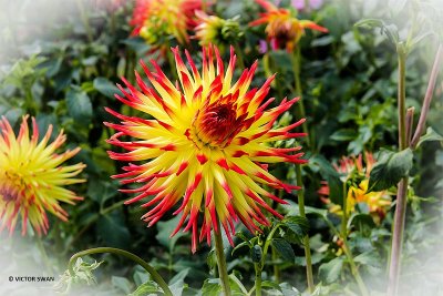 Dahlia-Jessica.JPG