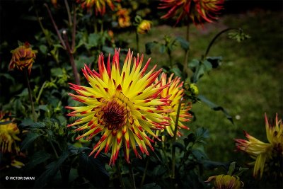 Dahlia-Jessica.JPG