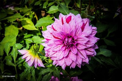 Dahlia - Prins Carnaval.JPG