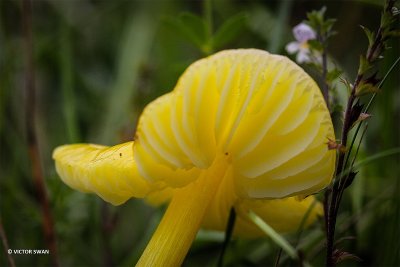 sized_Gele wasplaat. Hygrocybe chlorophana kl.JPG