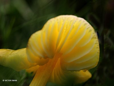 Gele wasplaat - Hygrocybe chlorophana.JPG