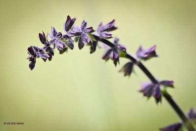 Kranssalie - Salvia verticillata.JPG