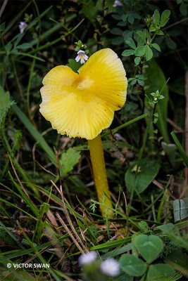 Puntmutswasplaat - Hygrocybe acutoconica.JPG