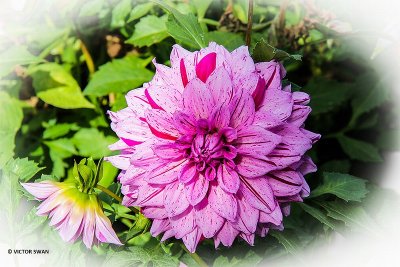 Dahlia-Prins Carnaval.JPG
