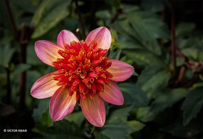 Dahlia-Totally Tangerine.JPG