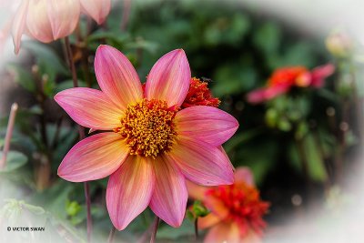 Dahlia-Totally Tangerine.JPG