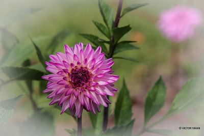Dahlia-Ada's Attraction.jpg