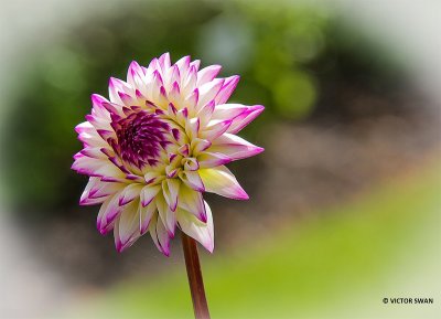 Dahlia-Ada's Attraction.JPG