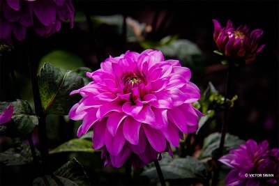 Dahlia-American Sky.JPG