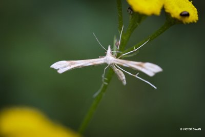 Zandvedermot - Gillmeria ochrodactyla.JPG