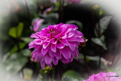 Dahlia-American Sky.JPG