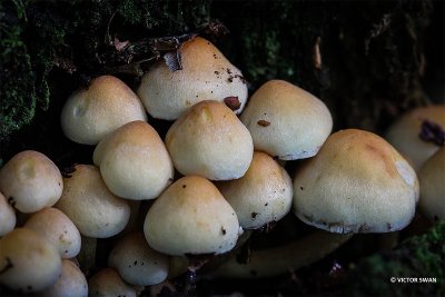 Gewone zwavelkop - Hypholoma fasciculare.JPG