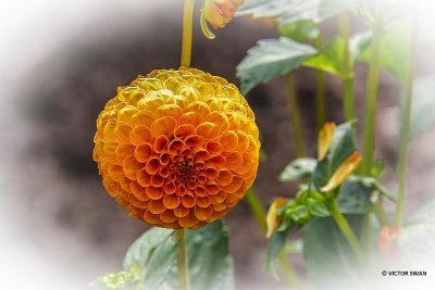 Dahlia-Bantling.JPG
