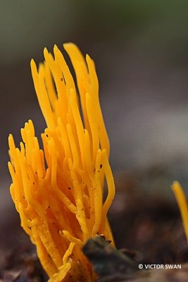 Kleverig koraalzwammetje - Calocera viscosa.JPG