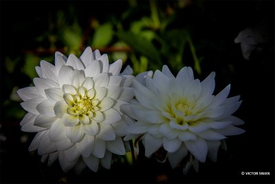 Dahlia-Karma Maarten Zwaan.JPG