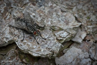 Dambordvlieg - Sarcophaga carnaria.JPG